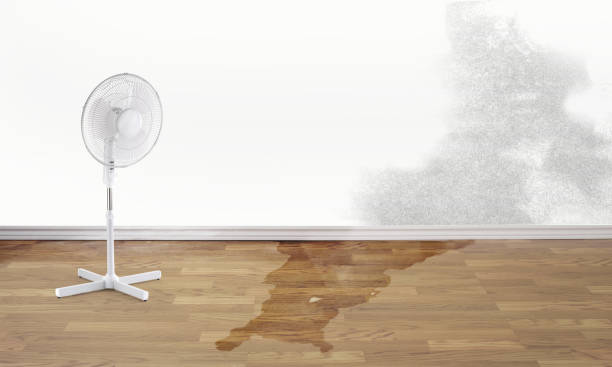 Best Flood damage cleanup  in North Merritt Island, FL